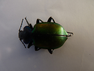 Calosoma sycophanta